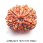 Ashta Mukhi Rudraksha