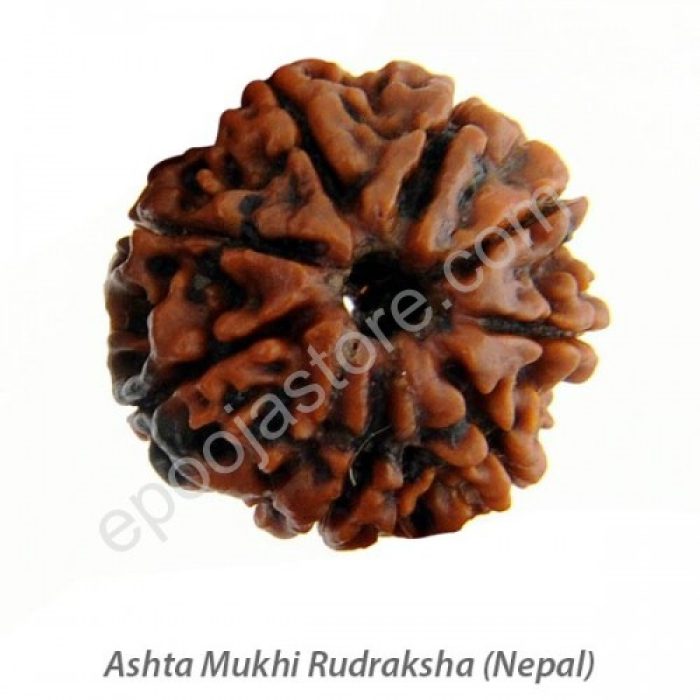 Ashta Mukhi Rudraksha - Image 2