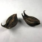 Bat Head Roots (1 Pair) - Image 2