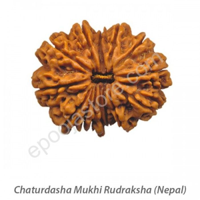 Chaturdasha Mukhi Rudraksha - Image 2