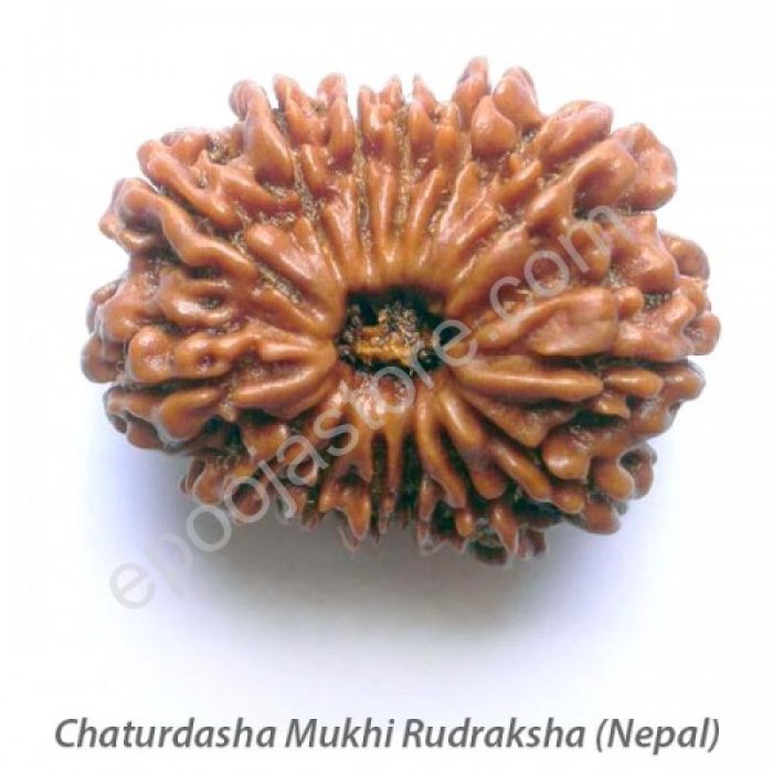 Chaturdasha Mukhi Rudraksha