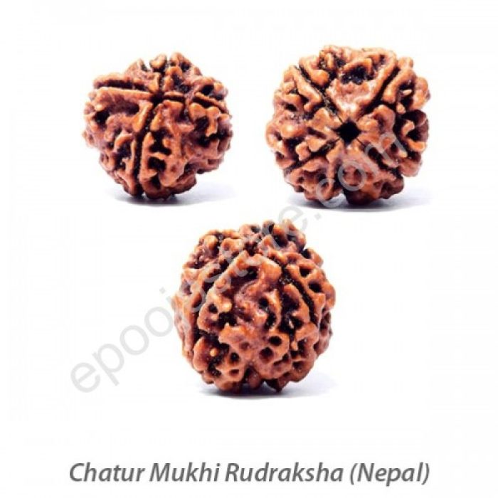 Chatur Mukhi Rudraksha - Image 2