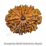 Dwaadasha Mukhi Rudraksha - Image 2