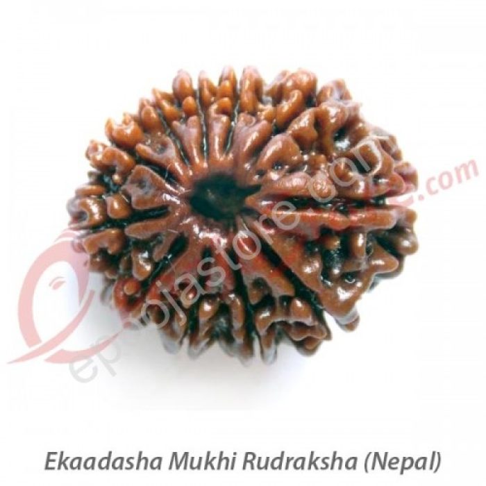 Ekaadhasha Mukhi Rudraksha - Image 2