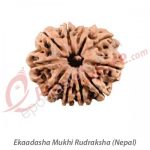 Ekaadhasha Mukhi Rudraksha - Image 3