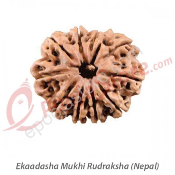 Ekaadhasha Mukhi Rudraksha - Image 3