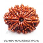 Ekaadhasha Mukhi Rudraksha