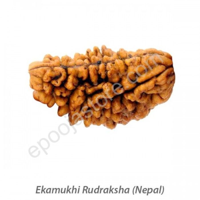 Ekamukhi Rudraksha - Image 2