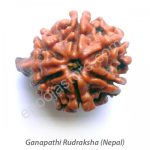 Ganesha Rudraksha - Image 2