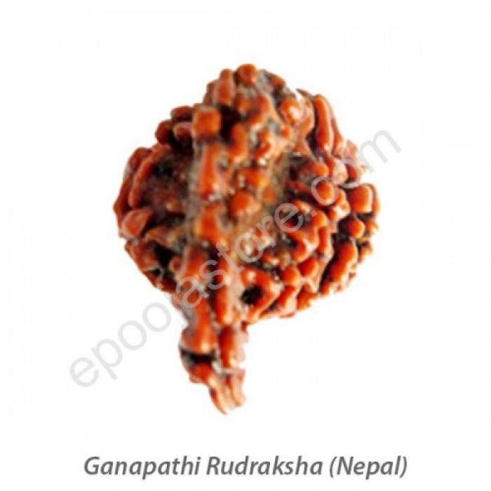 Ganesha Rudraksha - Image 3