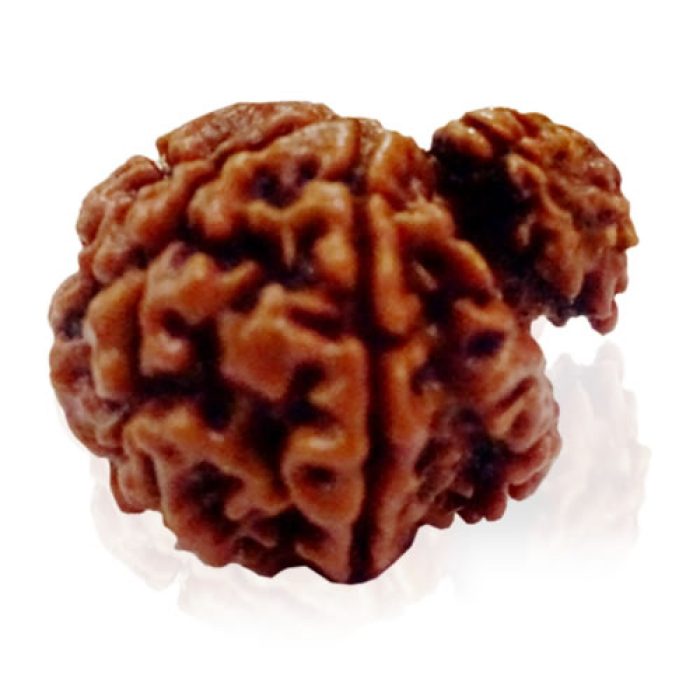 Garbha Gowri Rudraksha - Image 2
