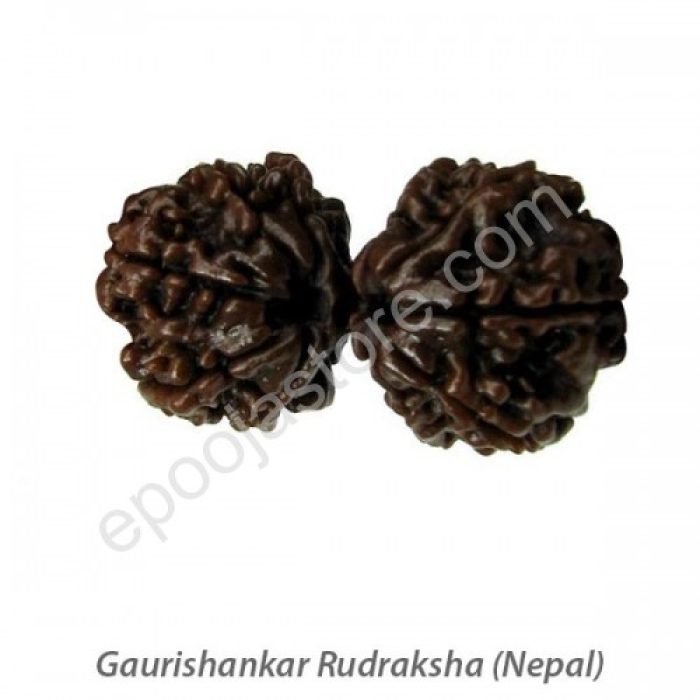 Gowrishankar Rudraksha - Image 2