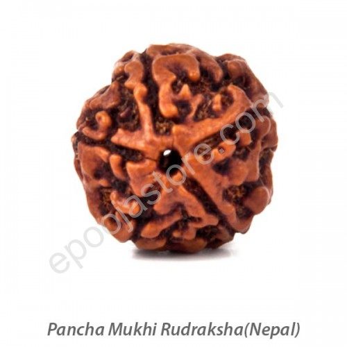 Pancha Mukhi Rudraksha