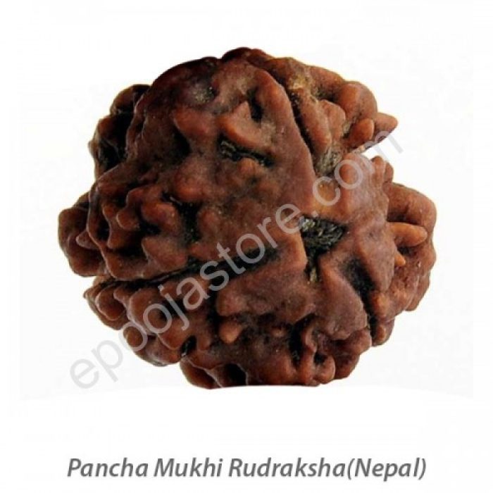 Pancha Mukhi Rudraksha - Image 2