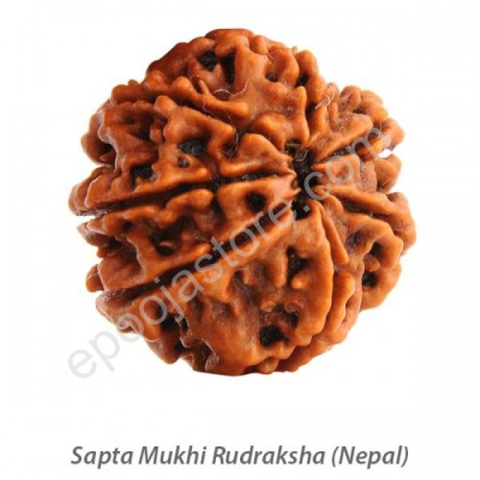 Sapta Mukhi Rudraksha