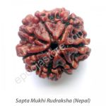 Sapta Mukhi Rudraksha - Image 2