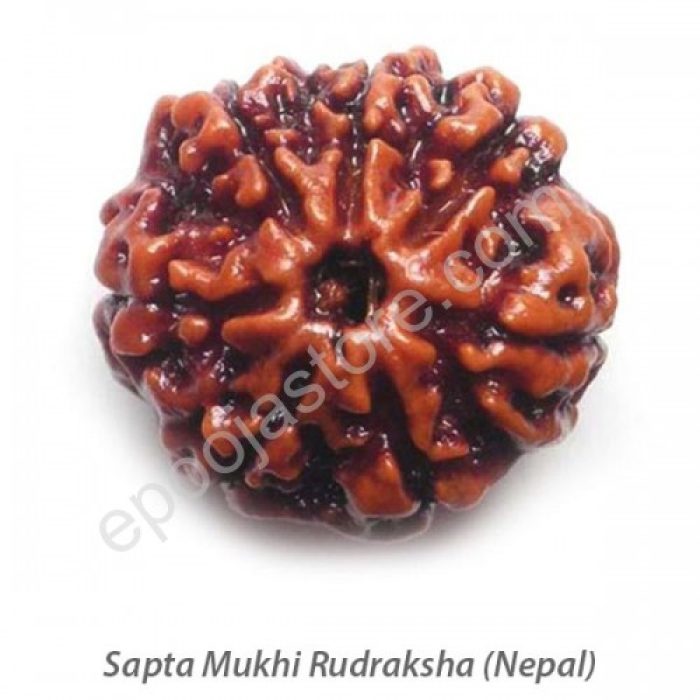 Sapta Mukhi Rudraksha - Image 3