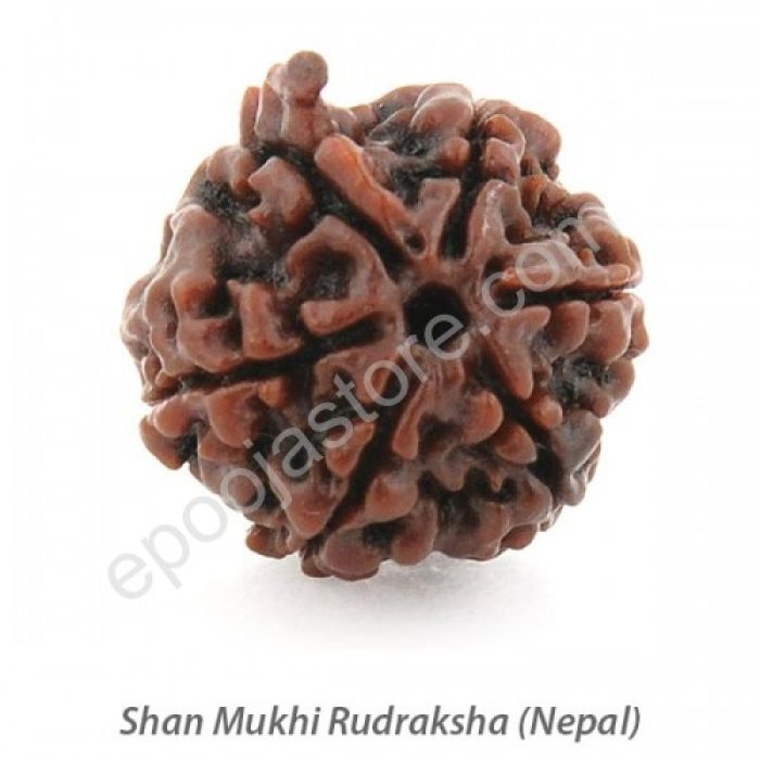 Shan Mukhi (6 Face) Rudraksha - Image 2