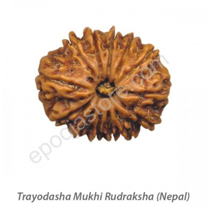 Trayodasha Mukhi Rudraksha - Image 2