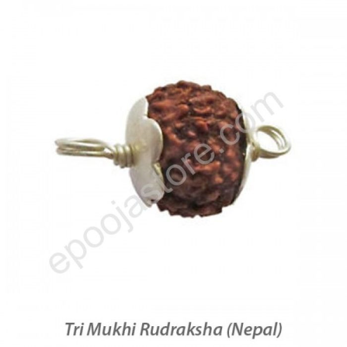 Tri Mukhi Rudraksha - Image 2